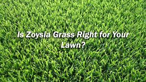 We have zoysia grass in our front yard. Is Zoysia Grass Right For My Lawn Massey Services Inc