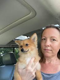 Lost female dog in Cranberry Mastic Beach area