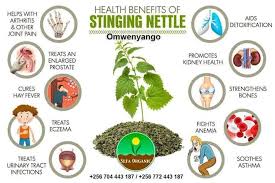 Image result for Urtica massaica