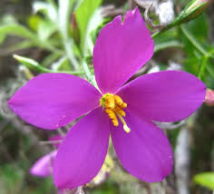 Image result for Chironia