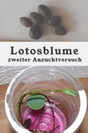 Pin Auf Pflanzen Vortreiben
