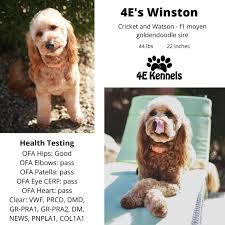 Maybe you would like to learn more about one of these? Goldendoodle Breeder Labradoodle Companion Dogs For Sale Near Las Vegas Nv 4e Kennels