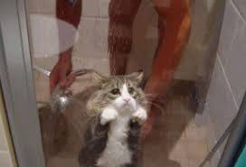 44 Cat Reactions That Sum Up Your Professional Life Funny Animals Animals Cute Animals