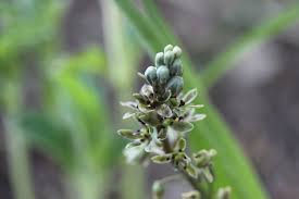 Image result for Zanthoxylum holtzianum