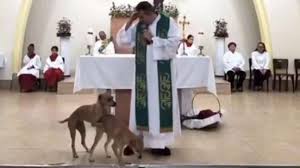 Vídeo de cachorros caramelo cruzando no altar de igreja viraliza -  RIC.com.br