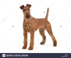 irish terrier standing stock photos irish terrier standing