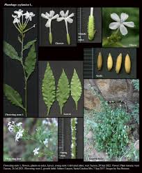 Image result for Plumbago zeylanica