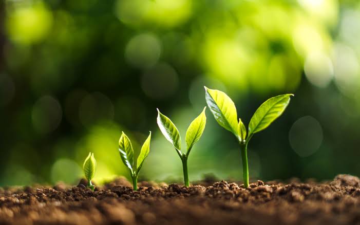 Tea Saponin Powder manufacturer