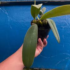 Image result for Bulbophyllum prorepens