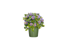 Image result for Exacum