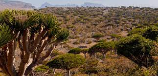 Queste frasi vengono da fonti esterne e potrebbero essere non accurate italianquesta stessa settimana, nel mio paese, nell'isola di lanzarote, che è riserva della biosfera, alcune installazioni militari hanno fatto scomparire una pianta unica al mondo. L Isola Di Socotra Dove Molte Piante Sono Uniche Al Mondo