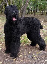 pin on dog names