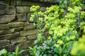 Image result for Euphorbia lividiflora