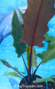 Especially on borneo he is very common and can grow up to four meters high. Alocasia Sp Alocasia Taro Toptropicals Com