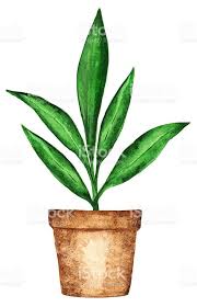Watercolor Houseplant Sprout Green Leaves In Flower Pot Closeup Dessin Plante Illustration Cactus Pot De Fleurs
