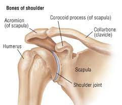 Human body anatomy human anatomy and physiology shoulder anatomy muscle diagram dog grooming styles easy stretches to release tension in the neck & shoulders. Shoulder Girdle Human Skeleton Anatomy Body Anatomy Human Body Anatomy