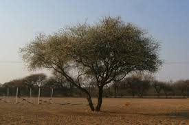 Image result for Acacia mellifera