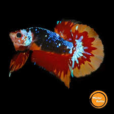Pin Oleh James Jan Di Betta Fish The Live Art 2018 Ikan Cupang Ikan