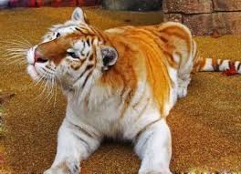 A golden tiger, sometimes called a golden tabby tiger or strawberry tiger. Meet The Golden Tabby Hybrid Tiger Funotic Com
