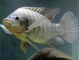 Pin By Kevin Osullivan On Dossie Tilapia Fish Freshwater Fish