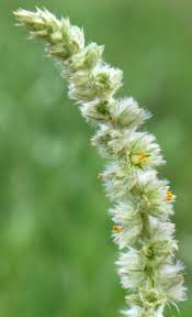 Image result for Kyphocarpa