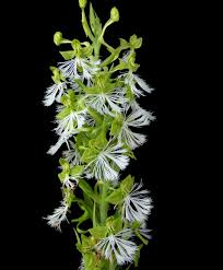 Image result for Habenaria macrura