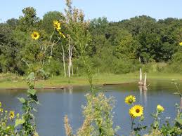 Oklahoma vacation rentals for families. The 10 Best Oklahoma Cabins Cabin Rentals With Photos Tripadvisor Vacation Rentals In Oklahoma United States