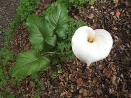 Image result for Zantedeschia aethiopica