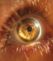 The color amber falls between shades of orange and yellow. Amber Eyes Images On Favim Com