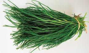 Image result for Salsola
