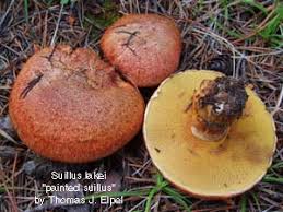 Image result for bolete mushrooms