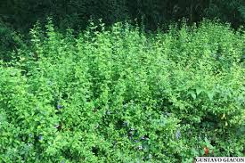 Image result for Dyschoriste thunbergiiflora