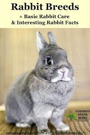 Rabbit Breeds Basic Rabbit Care Interesting Rabbit Facts Rabbit Breeds Rabbit Facts Rabbit Care