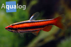 Den nur 4 cm große salmer zeichnet einen lang purpurziersalmler, nannostomus mortenthaleri. Geschlechtsunterschiede Bei Nannostomus Mortenthaleri Aqualog De