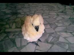 Moluccan Cockatoo Baby Youtube