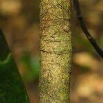 Image result for Agelaea pentagyna