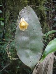 Image result for Polystachya dendrobiiflora