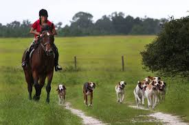 In england, the home of the sport, foxhunting dates from at least the 15th century. Riders Saddle Up For Fox Hunting
