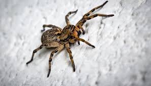 Maybe you would like to learn more about one of these? Spiritual Meaning Of Spiders In House