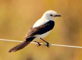 Black And White Bird With Large Orange Beak Pin On Aves Argentinas
