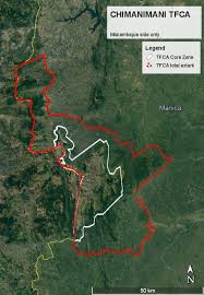 Image result for Sericanthe chimanimaniensis