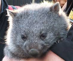 Wombat By Bjjlenore Baby Animals Wombat Cute Animals