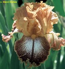 Home / iris type / tall bearded / kilt lilt. Tbkiltlilt Tbkthruo Iris Wiki