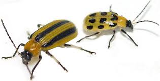 We did not find results for: What S Wrong With My Zucchini Laidback Gardener