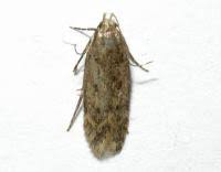 Image result for Bryotropha senectella
