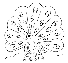 Bald eagle elang hitam putih elang menggambar lukisan. 5 Contoh Sketsa Gambar Burung Merak Dan Cara Menggambarnya