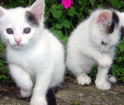 Kittens Zedge Wallpaper Cute Cat Wallpaper Baby Cats Cute Animals
