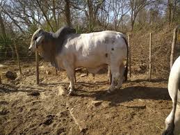 We currently have a great set of young red brahman heifers and bulls for sale. Ictin Agriculture On Twitter Here Are Prices For The Pedigree Bulls At Sommer Grant Production Sale Held Today Average Price For Brahman Pedigree Bulls 34 800 Pedigree Brahman Hefiers 36 500 Zenzele