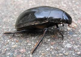 Beetles of arizona's best boards. Water Scavenger Beetle Insect Britannica