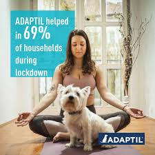 Sodium fluoroacetate or 1080 is a highly toxic pesticide used in pest management. Dogs During Lockdown A Survey By Adaptil